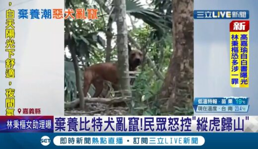 嘉義山區出現疑遭棄養”比特犬”！居民控自家3隻犬隻被咬死…懷疑兇手就是這隻比特犬！家畜所目前也已在山區埋伏！│記者朱俊傑 廖國雄 朱怡蓉│【萌寵54來當家】20211204│三立新聞台