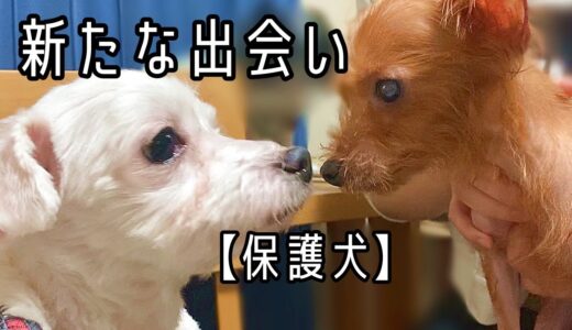 【保護犬】保護された時の悲惨な姿に涙が止まりませんでした・・