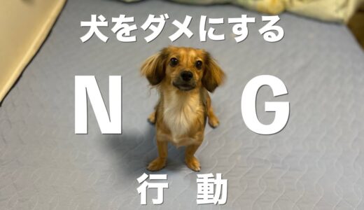 飼い主がついしてしまいがちな犬をダメにしてしまう行動