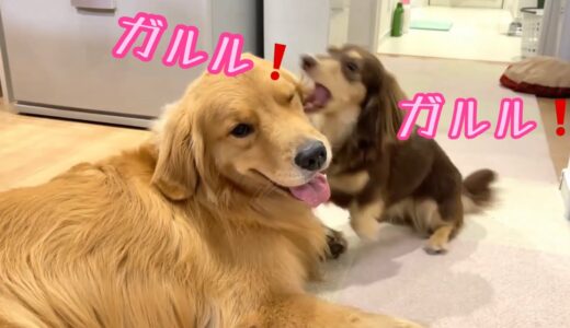 ガルガルとブチ切れながら大型犬でストレス発散する小型犬ショコラ【ゴールデンレトリバーとミニチュアダックスフンド】