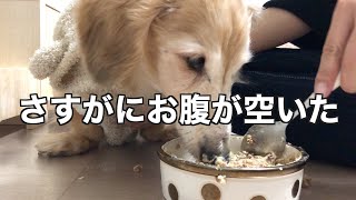 食べムラが激しい老犬。介護してくれる人を選んでる？！