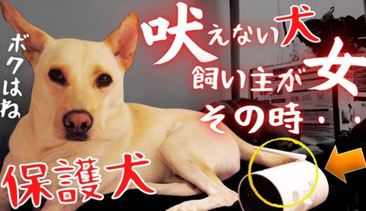 【保護犬】吠えない犬…ダメ出ししたら？飼い主が・・・