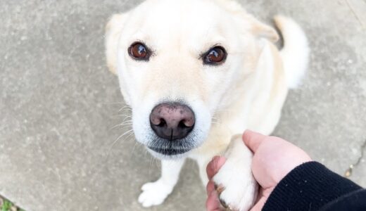 人に癒しと微笑みをくれる白い犬