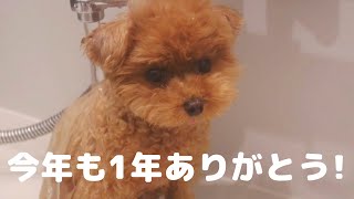 2021年最後の打たせ湯｜お風呂好きな犬｜ティーカッププードル 都内夫婦暮らし 犬と暮らす 犬との生活 カット トリミング 鳴き声 お風呂 ルーティン 可愛い ペット トイプードル 東京 面白い