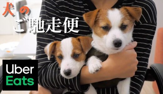 犬のご馳走便をデリバリーしてみた/ジャックラッセルテリア/多頭飼い