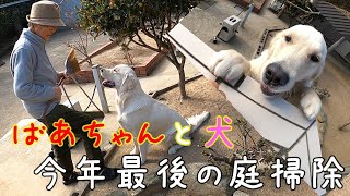 【ばあちゃんと犬】仲良く⁉️今年最後の庭掃除。