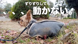 お願い。歩いて....。保護犬の成長と執着。