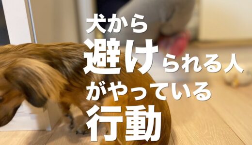 犬から避けられてしまう人が気づかずにやっているNG行動