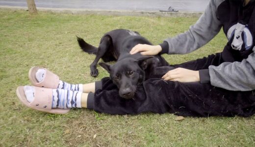 「甘えん坊犬」相変わらず小さい時から同じ甘え方をする保護犬のデンちゃんがかわいい