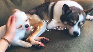 【保護犬】１つの命【感動】君は１人じゃない！