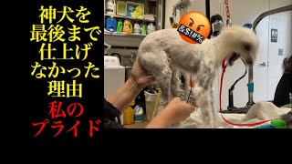 保健所で神犬マルチプーを最後まで仕上げなかった理由。中島かおるのプライドとは？