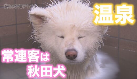 【秋田犬】温泉の常連客・秋田犬のこはるちゃん【Akita dog】