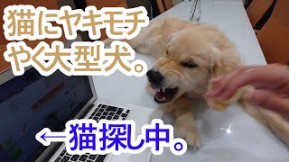 独身男がついに猫を飼う!?やきもちをやく大型犬、ゴールデンレトリバーの子犬ティト。