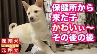 【保護犬預かり】保健所から来た子犬遊べるようになりました