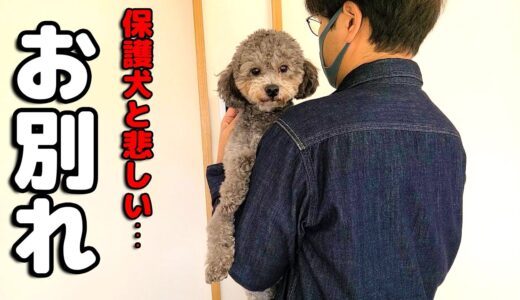 ごめん、保護犬とお別れします。ハスキー犬と保護犬トイプードル