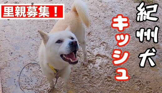 飼い主を噛んで保健所に捨てられた紀州犬キッシュくん里親様募集❗️