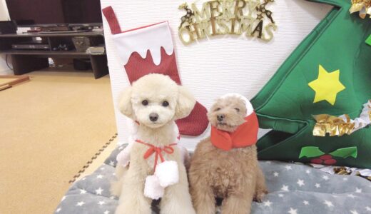 三桜が来て初めてのクリスマスに大喜びする犬がとっても可愛いすぎたw【トイプードル】