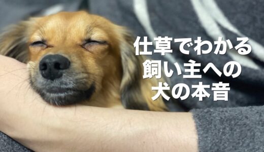 犬の仕草でわかる飼い主に対する本音