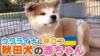 【秋田犬】【柴犬】【北海道犬】 大人気！！  世界で暮らす日本犬たち