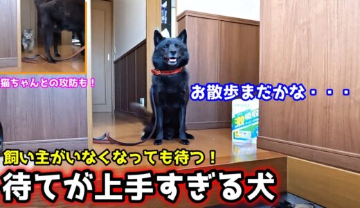 【甲斐犬一休と猫のしずく】愛犬が忠犬すぎる件。赤ちゃん映像も