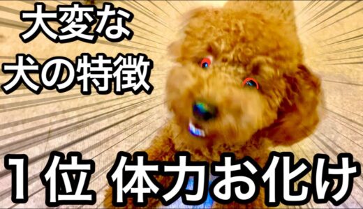 【犬飼う前に】あなたは犬のテ○ションについていけますか？【トイプードル】