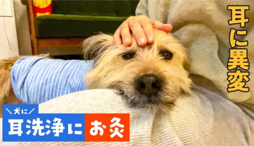 【自宅で犬の耳洗浄】想像の100倍心が痛かったよ