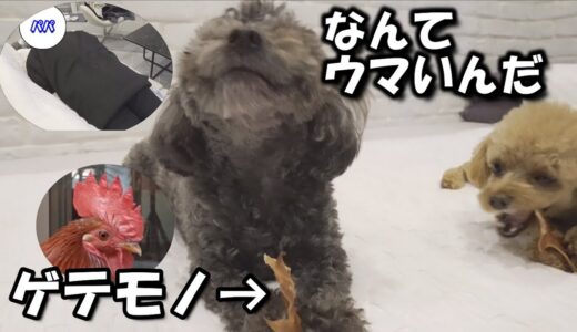 ゲテモノに感動する犬とパパのおﾆｭｰの普段着がこちら