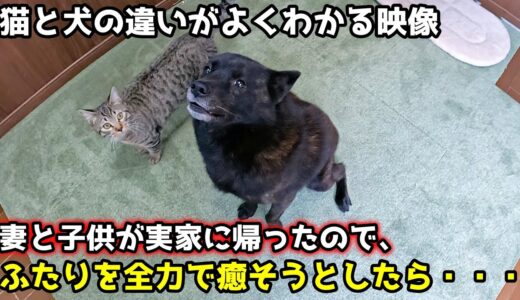 妻と子供が実家に帰ったので犬と猫を癒そうと・・【甲斐犬一休と猫のしずく】