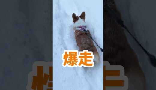 道を作るラッセル犬！