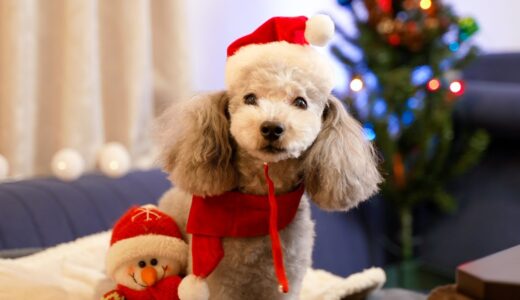 🔴犬とアラサー男のXmas生配信🥺