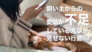 飼い主からの愛情が不足している犬だけが見せる行動