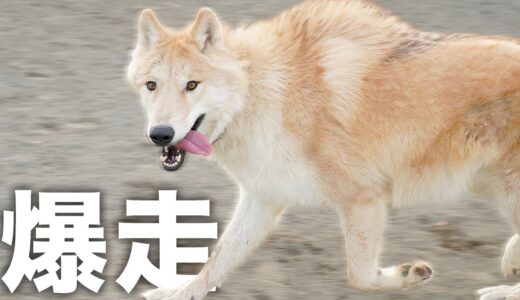 狼犬をドッグランに連れて行ったらテンション爆上がりでした【ウルフドッグ】