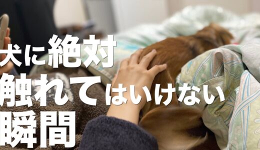 犬に絶対触れてはいけない瞬間と最高な寝床の作り方