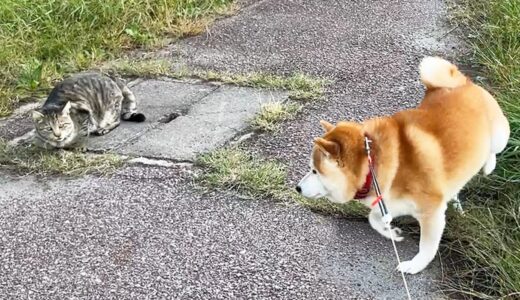 野良猫に野生の厳しさを叩き込む室内犬