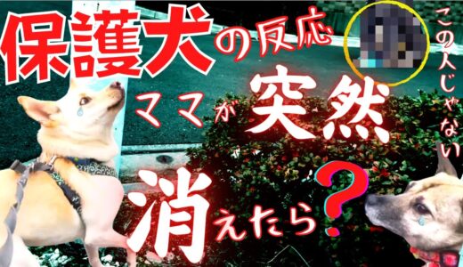 【保護犬】お散歩中に突然ママがいなくなった！犬の反応が可愛すぎるw