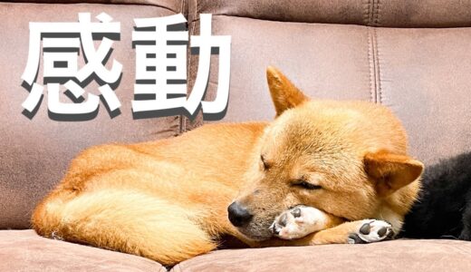 思いもよらない保護犬ポン太の行動に愛情が爆発しました