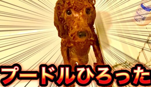 ガリガリな犬拾った【トイプードル】