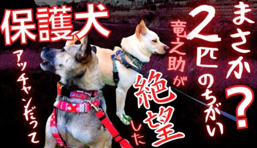 【元保護犬の竜之助】兄妹２匹とも「何かがちがう？」ビビリ犬！遊ぶ姿が可愛すぎるｗ