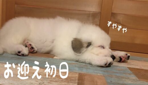 【お迎え初日】うちの子デビュー　いきなりリラックスモードの超大型犬の子犬がかわいい　｜グレートピレニーズ