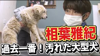 相葉雅紀が汚れた大型犬をトリミングしてみた結果・・・