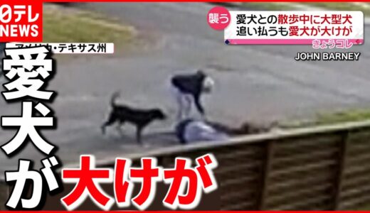 【まさか】犬の散歩中に…大型犬４匹に襲われ大けが