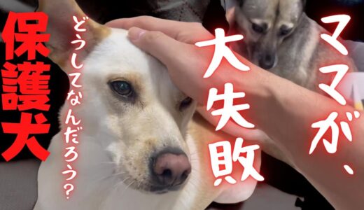 【元保護犬】ママが大失敗ｗ・・優しすぎる兄犬の竜之助とアッチャン