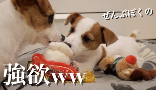 保護犬たちにおもちゃを送りました/今月も奪い合う兄犬と弟子犬/ジャックラッセルテリア/多頭飼い