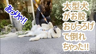 どうした？大型犬が道端で倒れちゃったよーゴールデンレトリバーの子犬ティト。