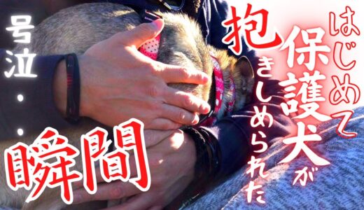 保護犬「60日目」初めてお父さんに抱っこされた日、犬がキュッと抱きしめられた瞬間・・涙が止まらない