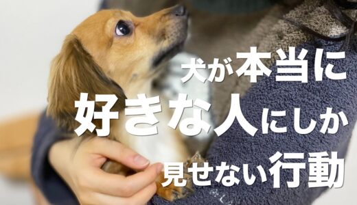 犬が本当に好きな人にしか見せない行動【犬 好き 好きな人 行動 意味 仕草 しぐさ 意味】