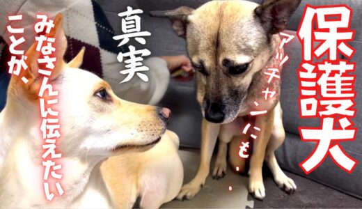 【保護犬】竜之助が検査！？・・兄妹犬の隠れた才能がこれ