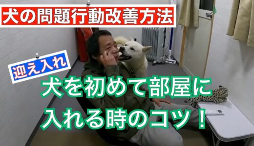 【犬の問題行動改善法】室内飼育 初めて部屋に犬を入れる時のコツ👍　ライブ切抜きvol.4