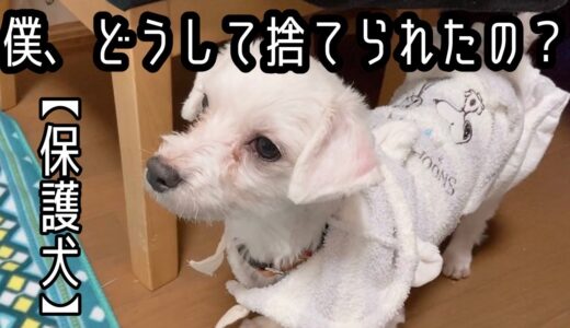 【保護犬】悲惨な姿でレスキューされた「ななみくん」大丈夫、きっと幸せになろうね・・・