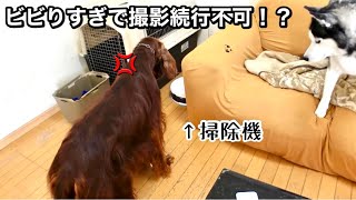 【爆笑】大型犬４頭が初めてロボット掃除機を見た反応が100点すぎた‪w